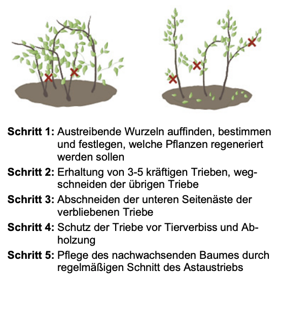 Grafik: Einfache Schritt-für-Schritt-Anleitung zum Beschneiden und Fördern junger Baumtriebe